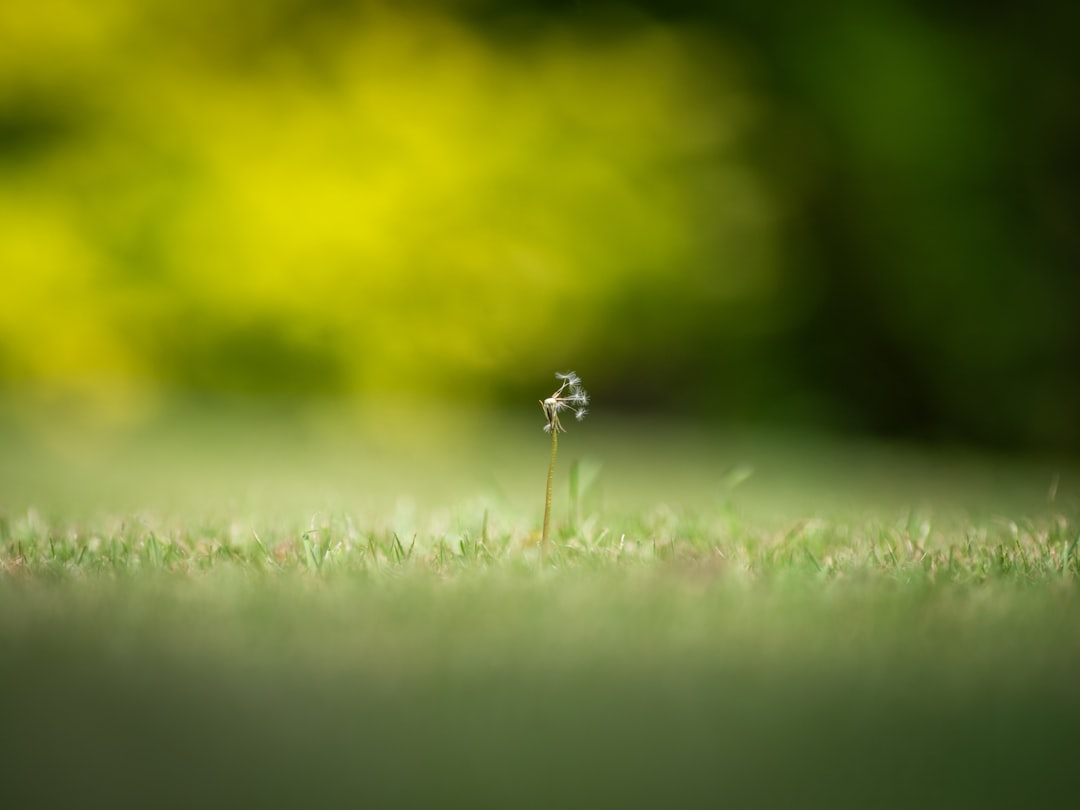 Photo Lawn mower maintenance