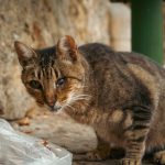 Exploring the Benefits of Freeze Dried Cat Food