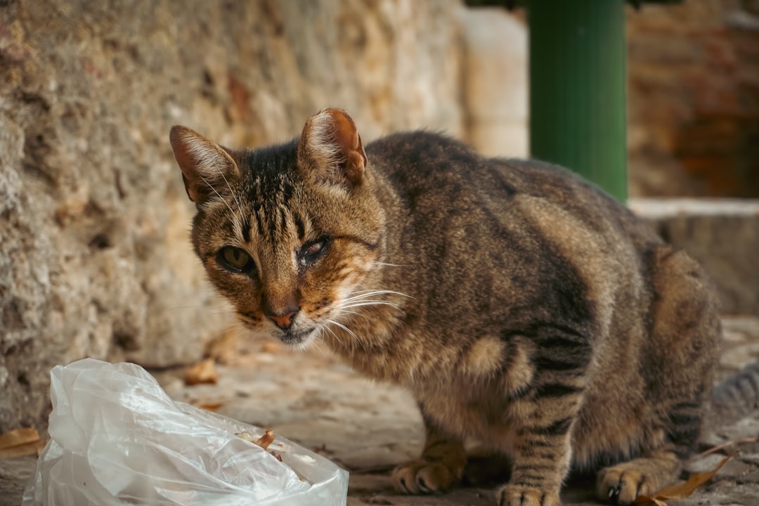 Photo Cat eating