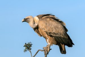 Photo Vulture portrait